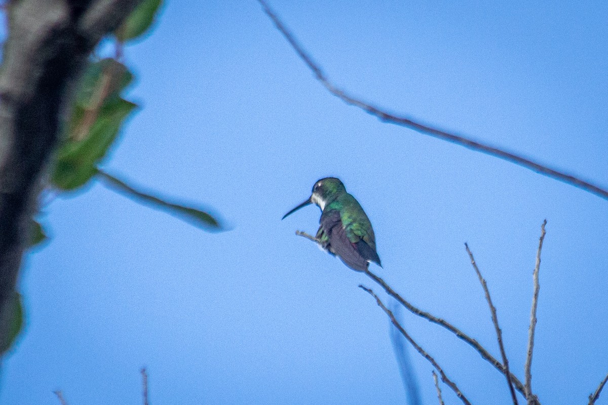 Black-throated Mango - ML605501961