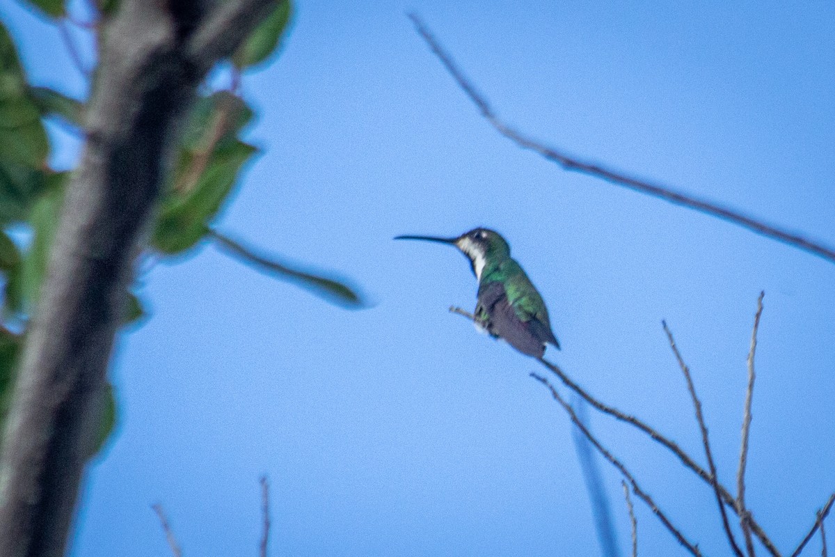 Black-throated Mango - ML605501971