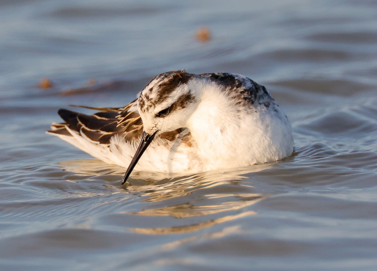 Red-necked Phalarope - ML605502451