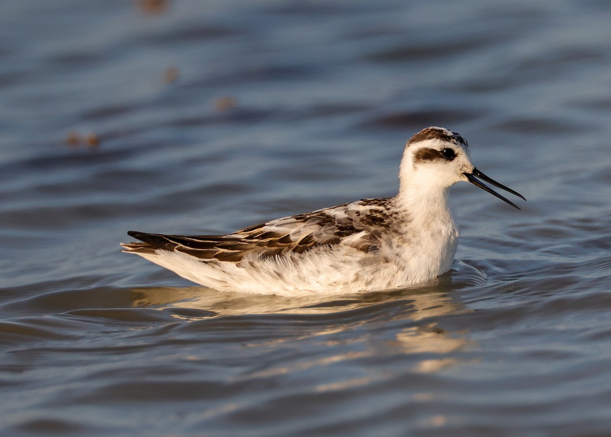 Red-necked Phalarope - ML605502471