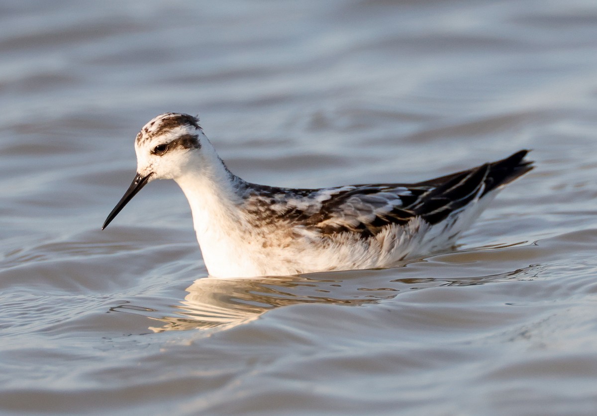 Red-necked Phalarope - ML605502481