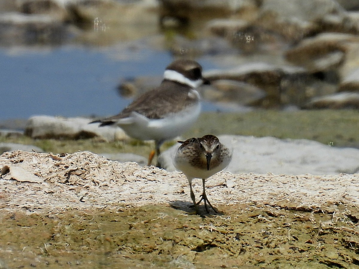 Least Sandpiper - ML605502871