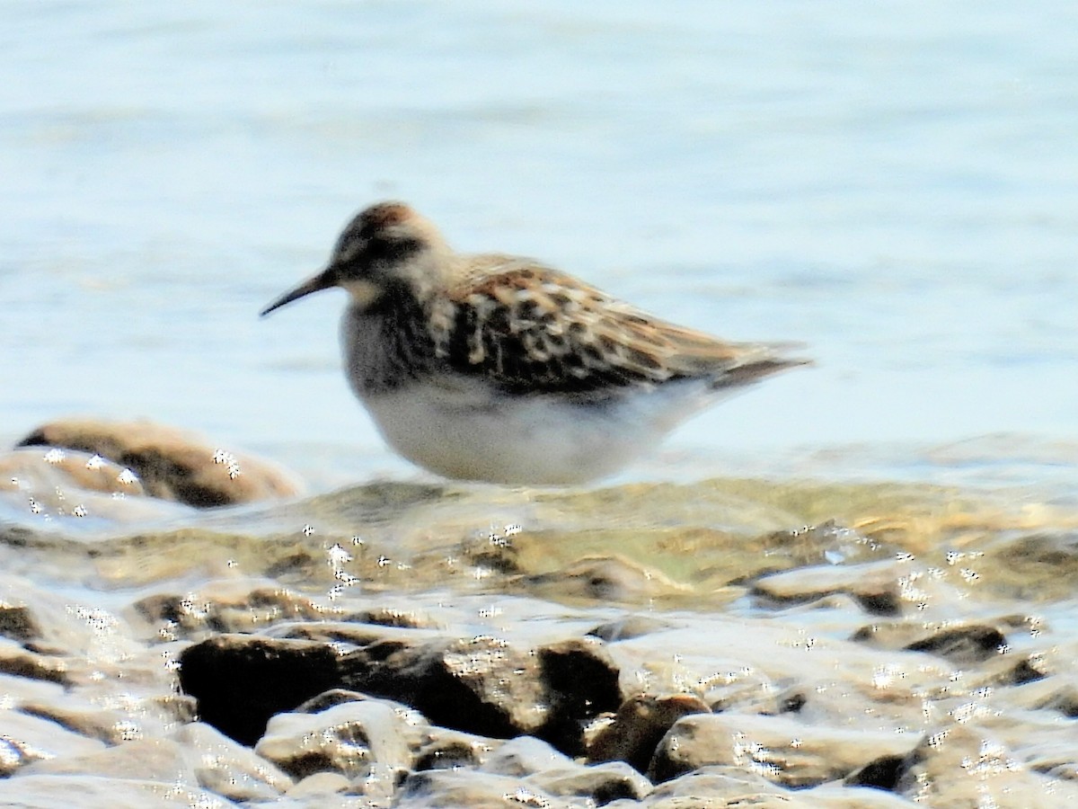 Pectoral Sandpiper - ML605503181