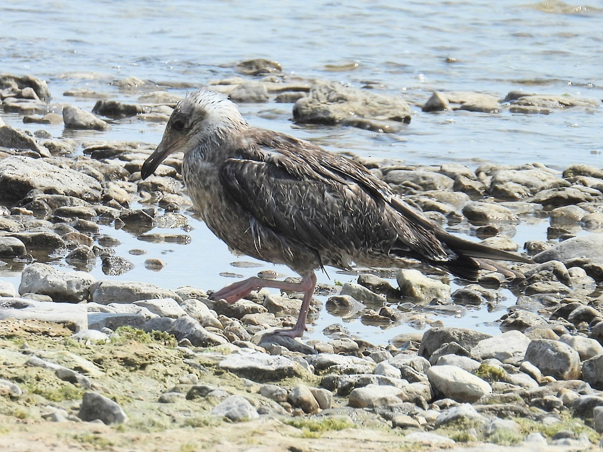 Herring Gull - ML605503731