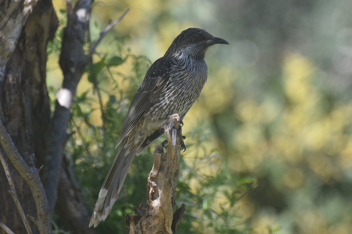 Little Wattlebird - ML605503791