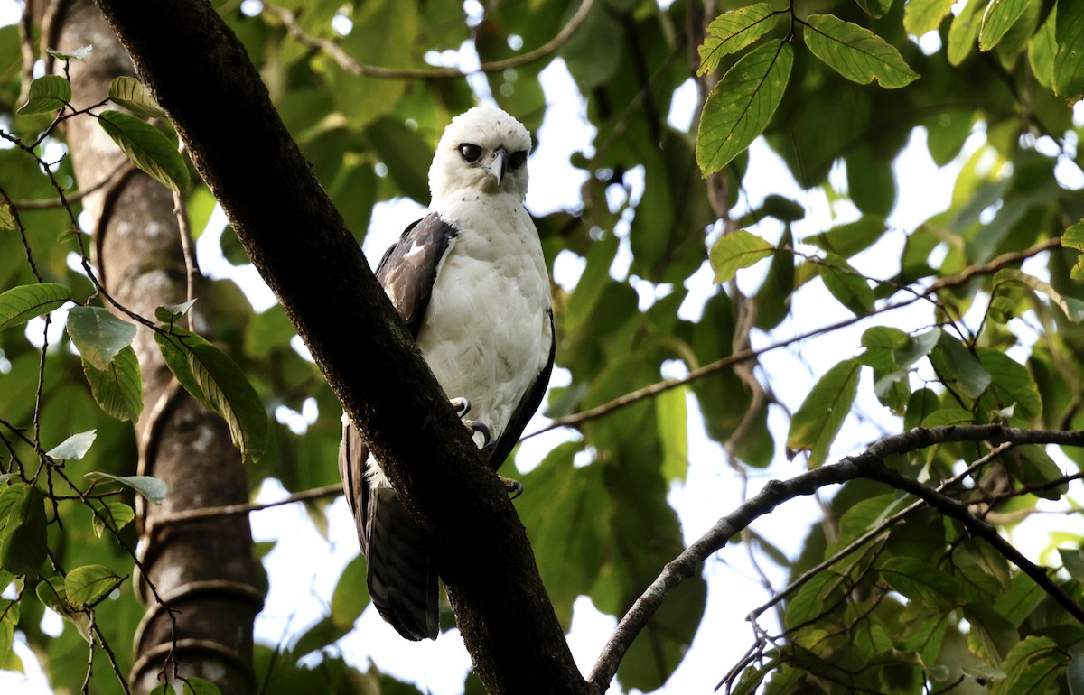 Sulawesi Hawk-Eagle - John Bruin
