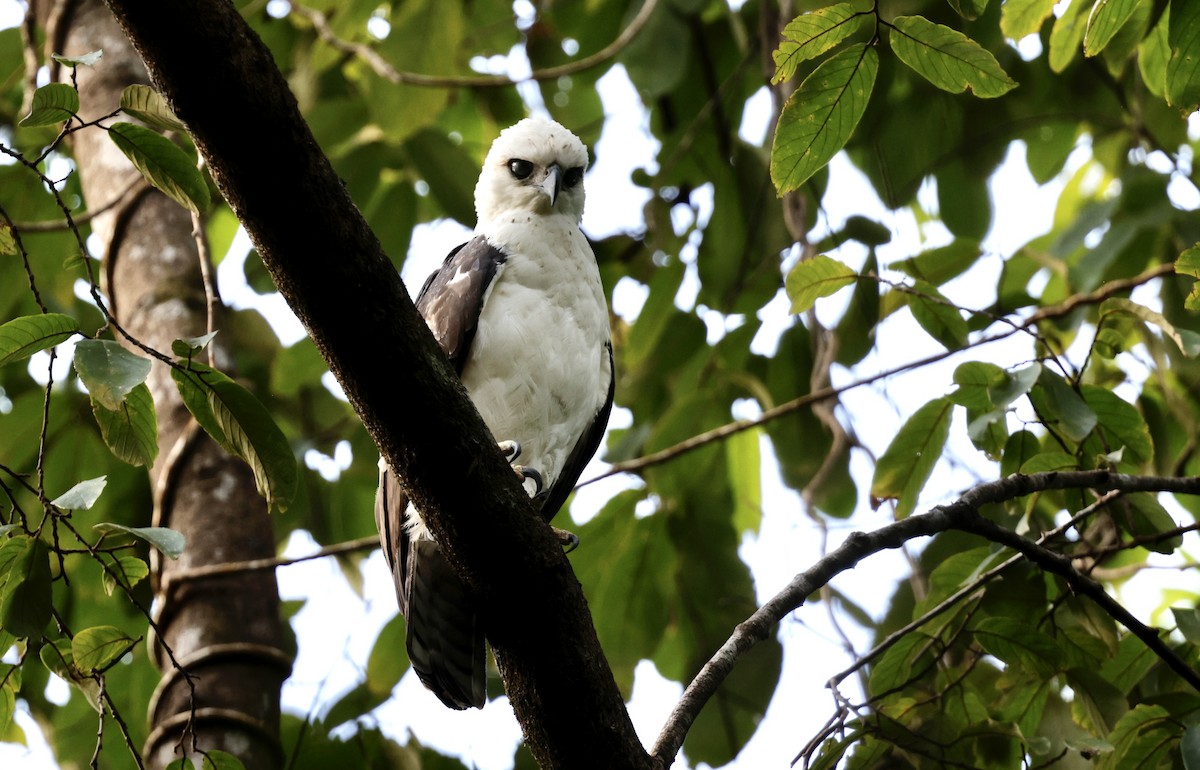 Sulawesi Hawk-Eagle - ML605504741