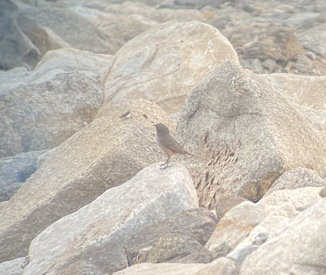 Rock Wren - ML605504841