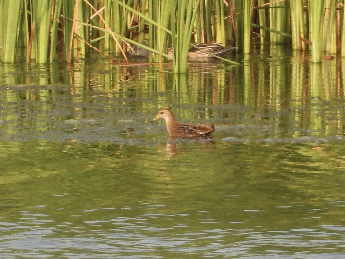 Polluela Sora - ML605504851