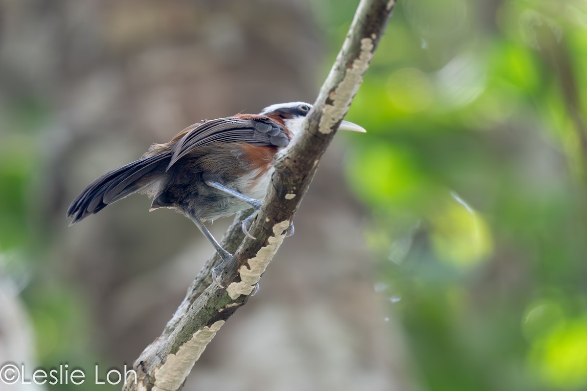 Sunda Scimitar-Babbler - ML605504971