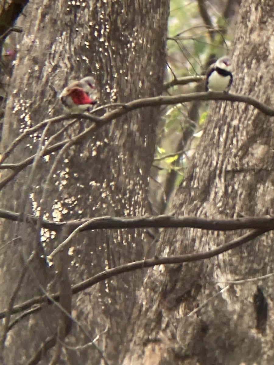 Diamond Firetail - Camilla Donnelly