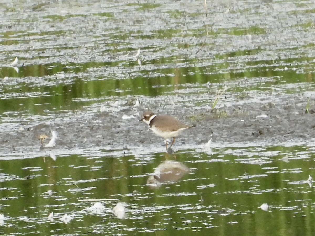 Semipalmated Plover - ML605505391