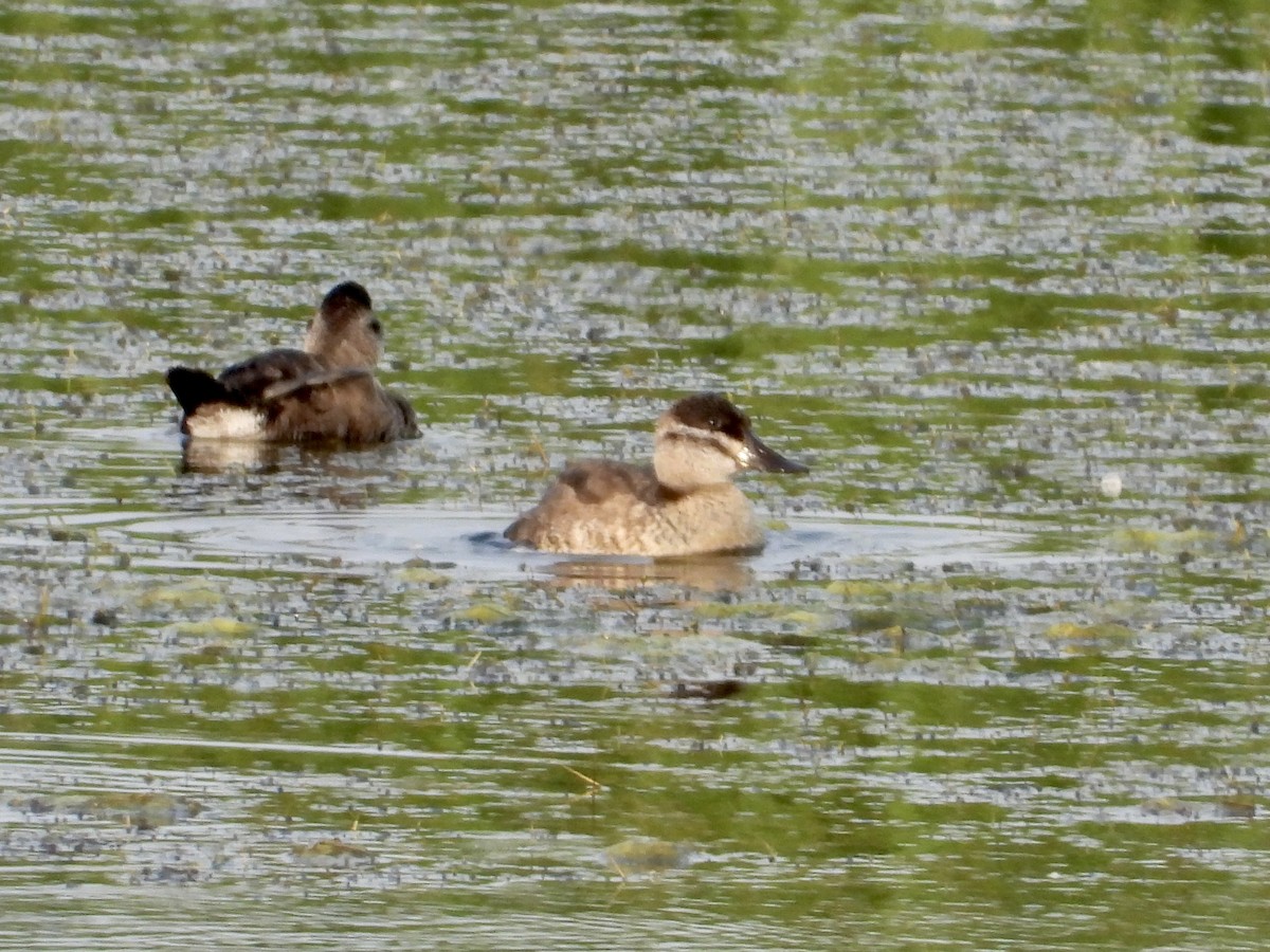 Ruddy Duck - ML605505621