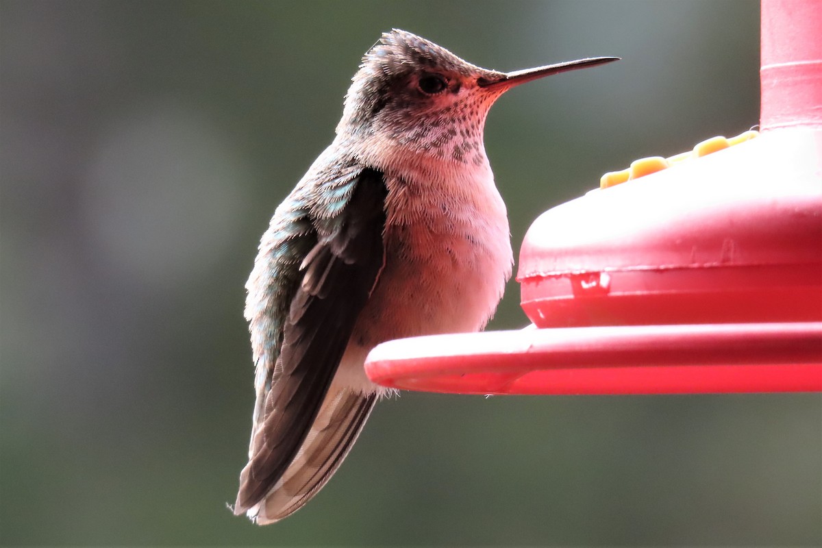 Calliope Hummingbird - ML605505761