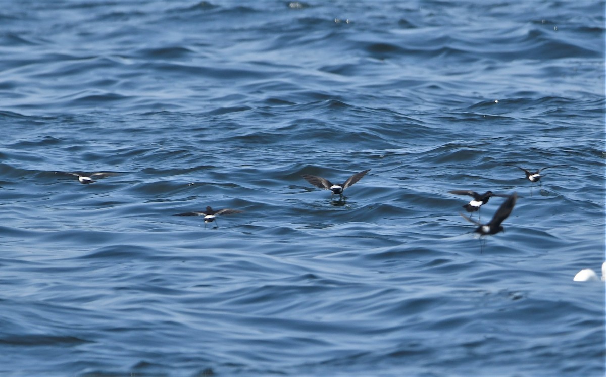 Wilson's Storm-Petrel - ML605505921