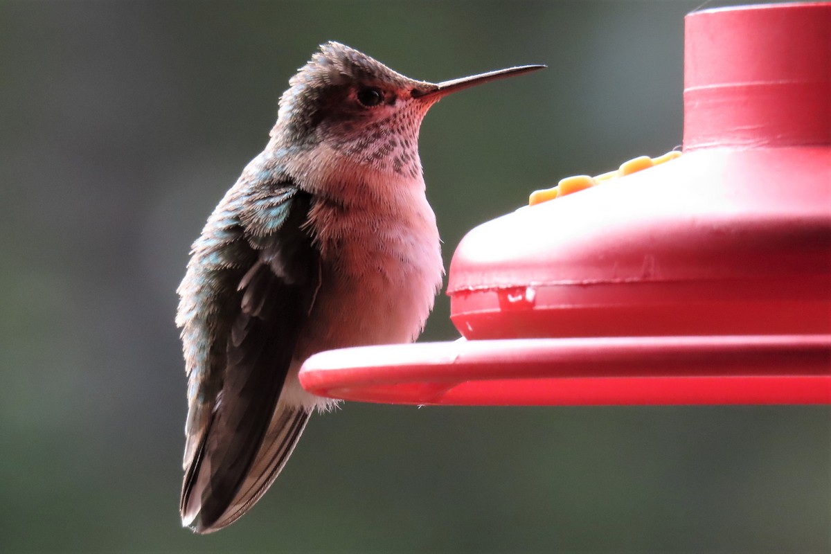 Calliope Hummingbird - ML605506121