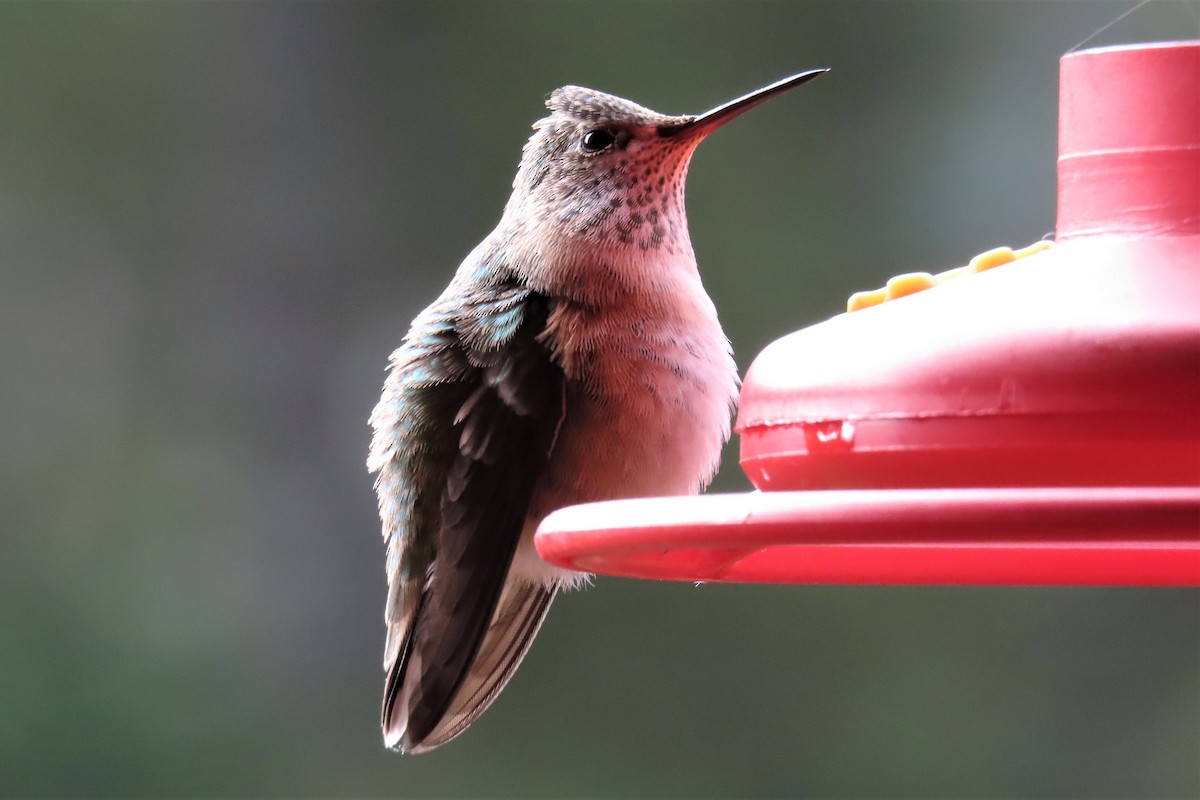 Calliope Hummingbird - ML605506451