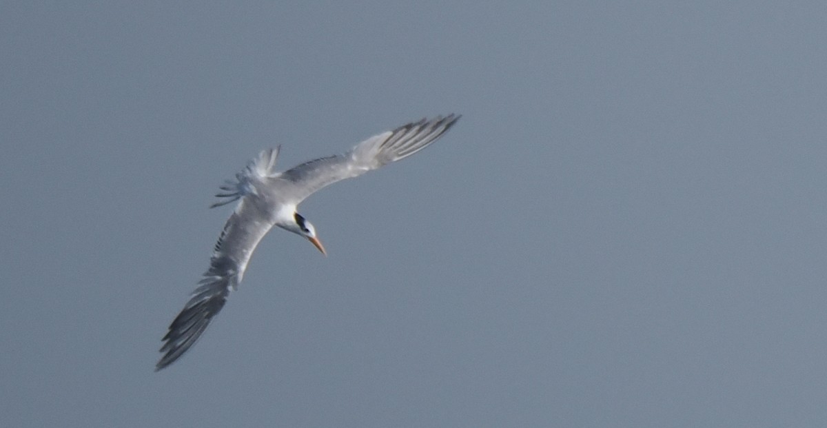 Great Crested Tern - ML605506511