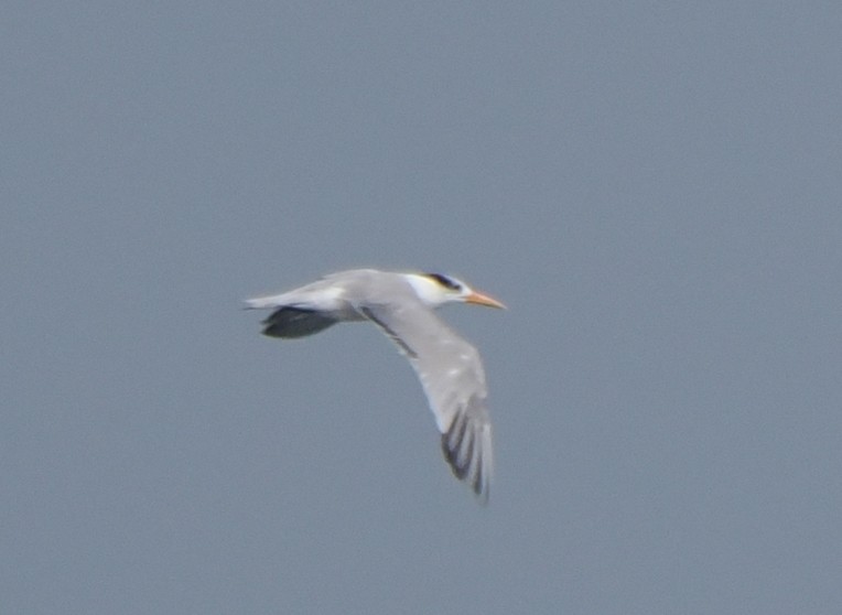 Great Crested Tern - ML605506521
