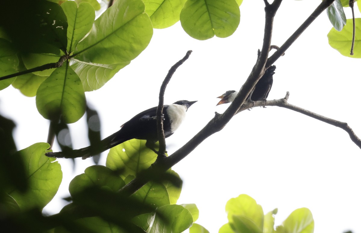 White-necked Myna (Northern) - ML605507141