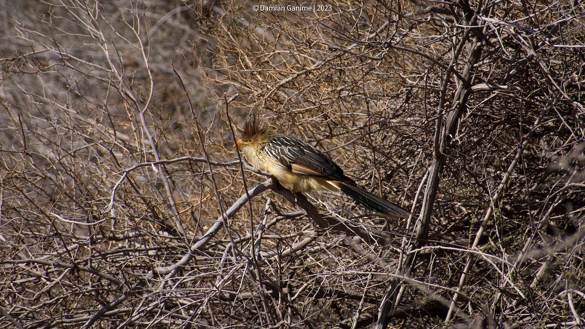 Guira Cuckoo - ML605507151