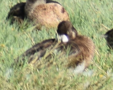 Тэнгисийн шумбуур - ML605507781