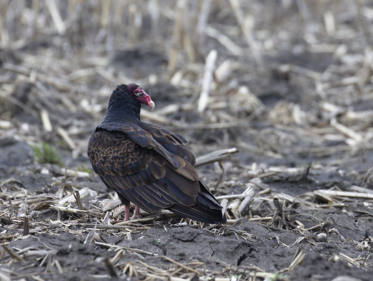 Turkey Vulture - ML605508831