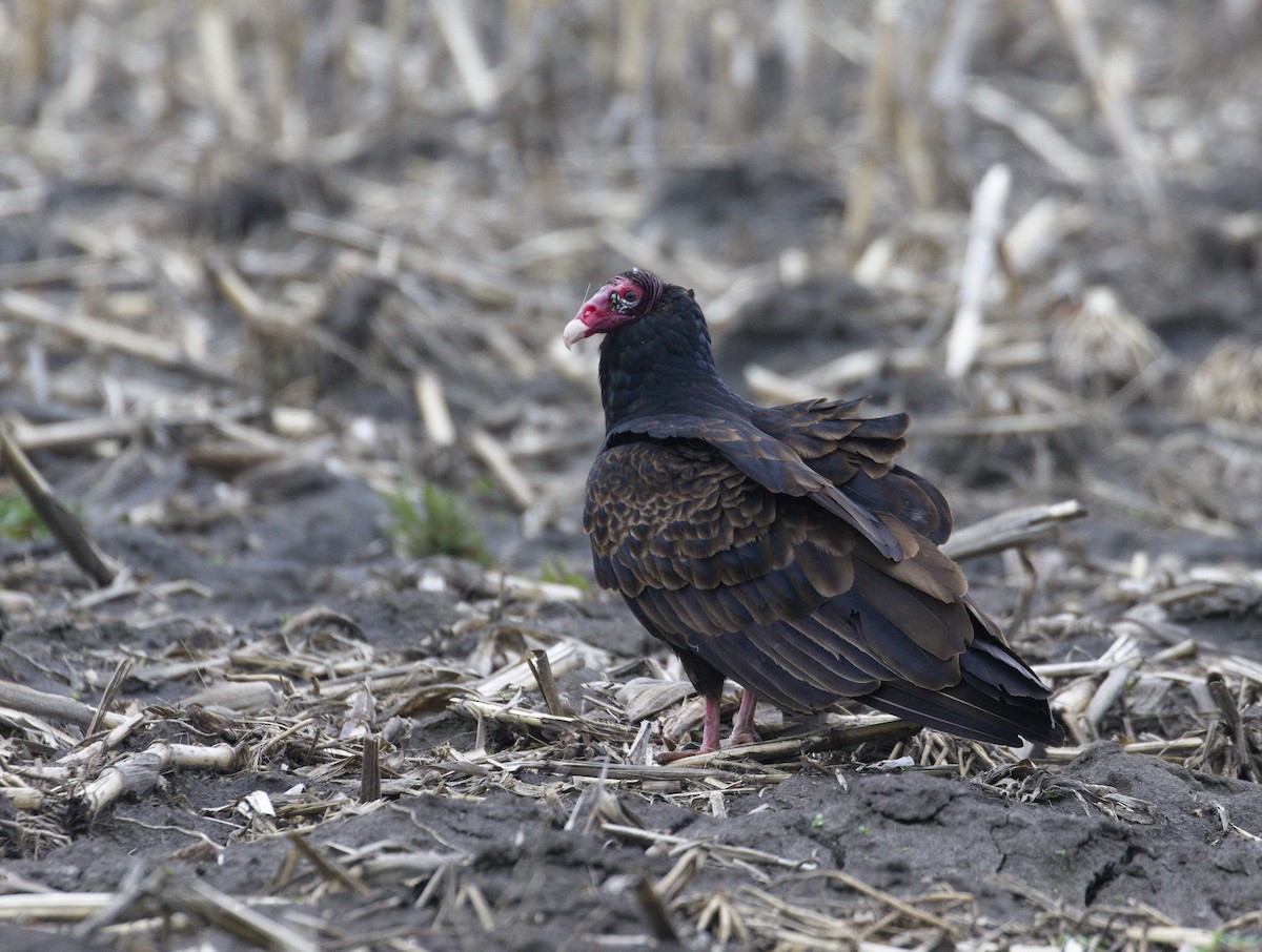 Turkey Vulture - ML605508871