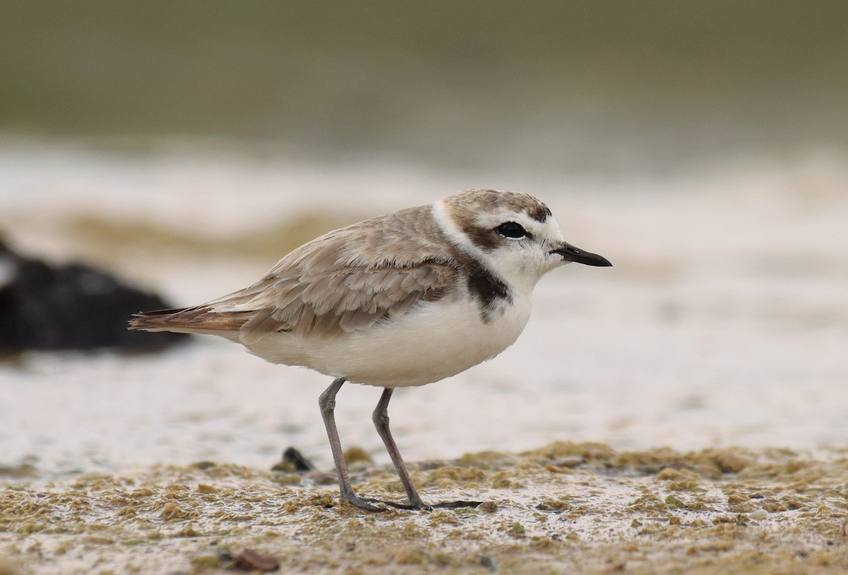 Snowy Plover - Ryan O'Donnell