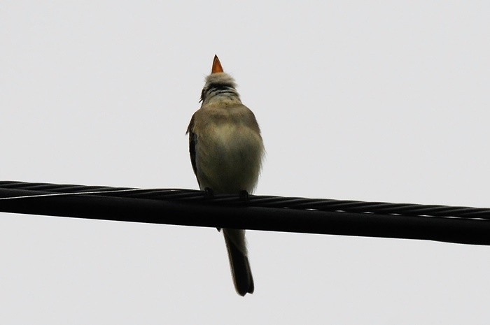 Eastern Wood-Pewee - ML60550931