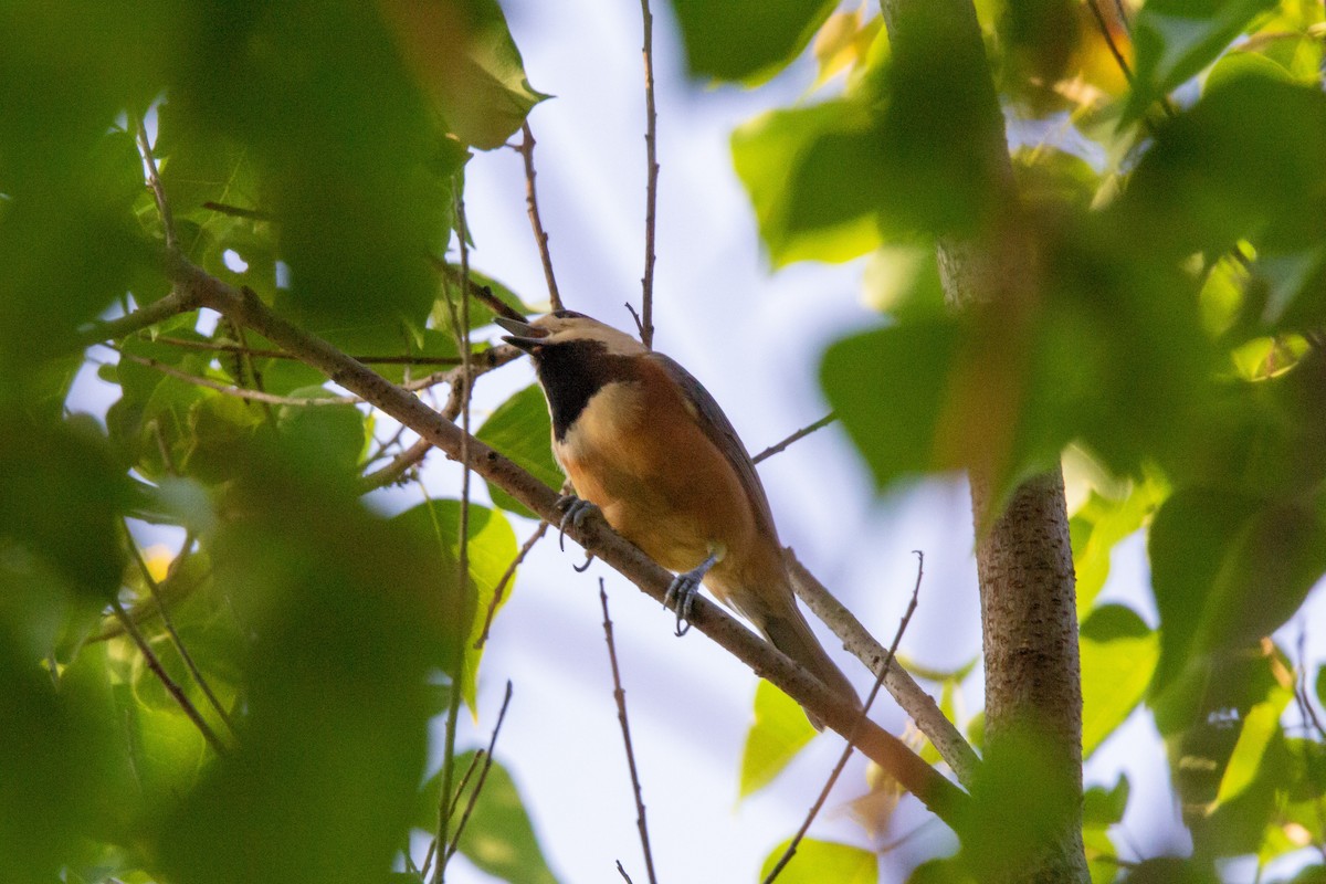 Varied Tit - ML605509401