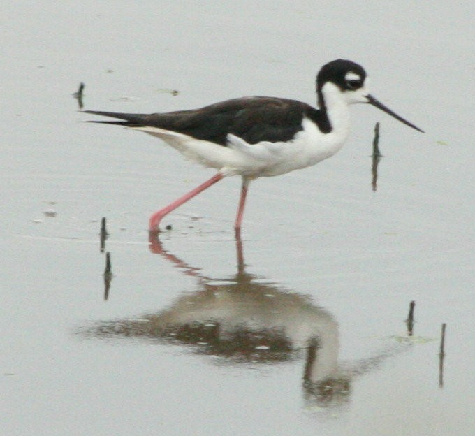 Black-necked Stilt - ML605510051