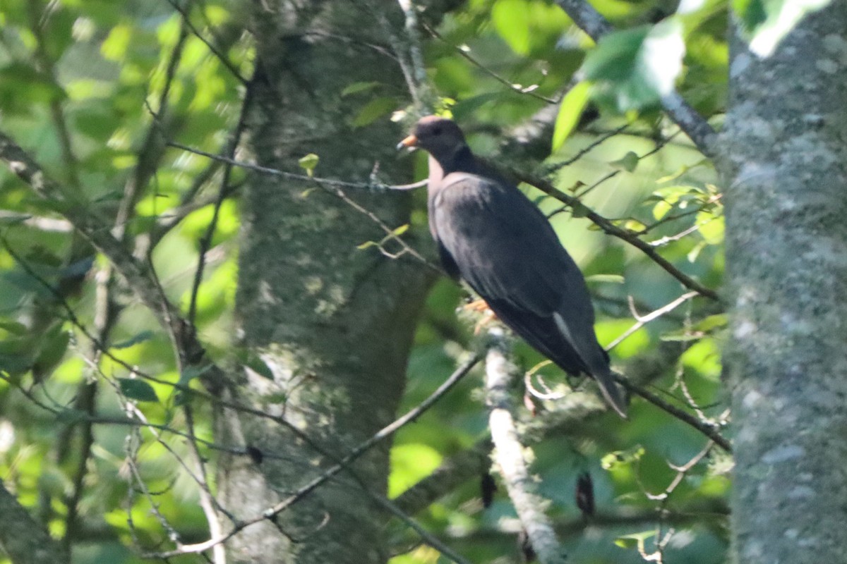 Band-tailed Pigeon - Johannes Hogrefe