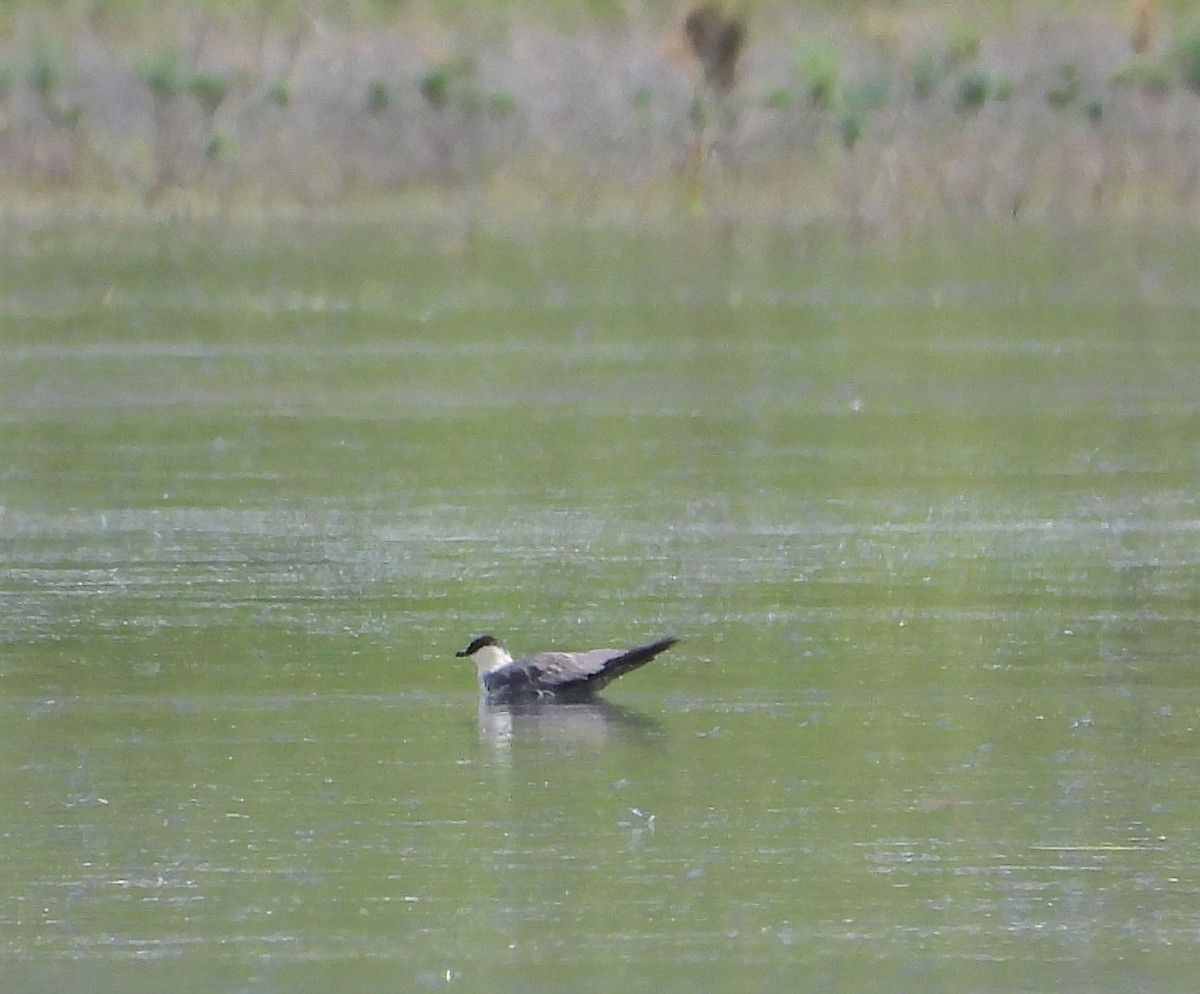 Long-tailed Jaeger - ML605510451