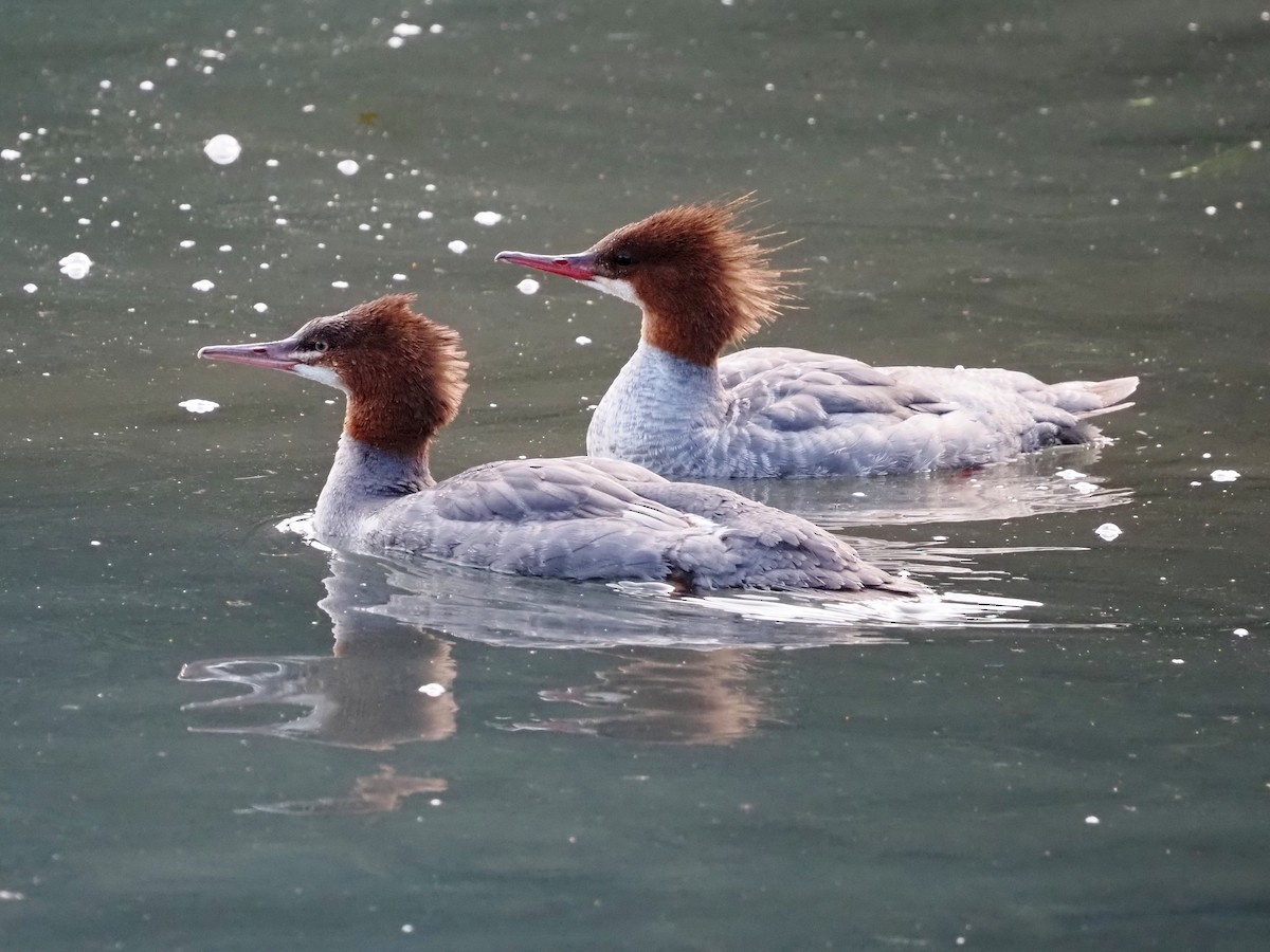 Common Merganser - ML605510581