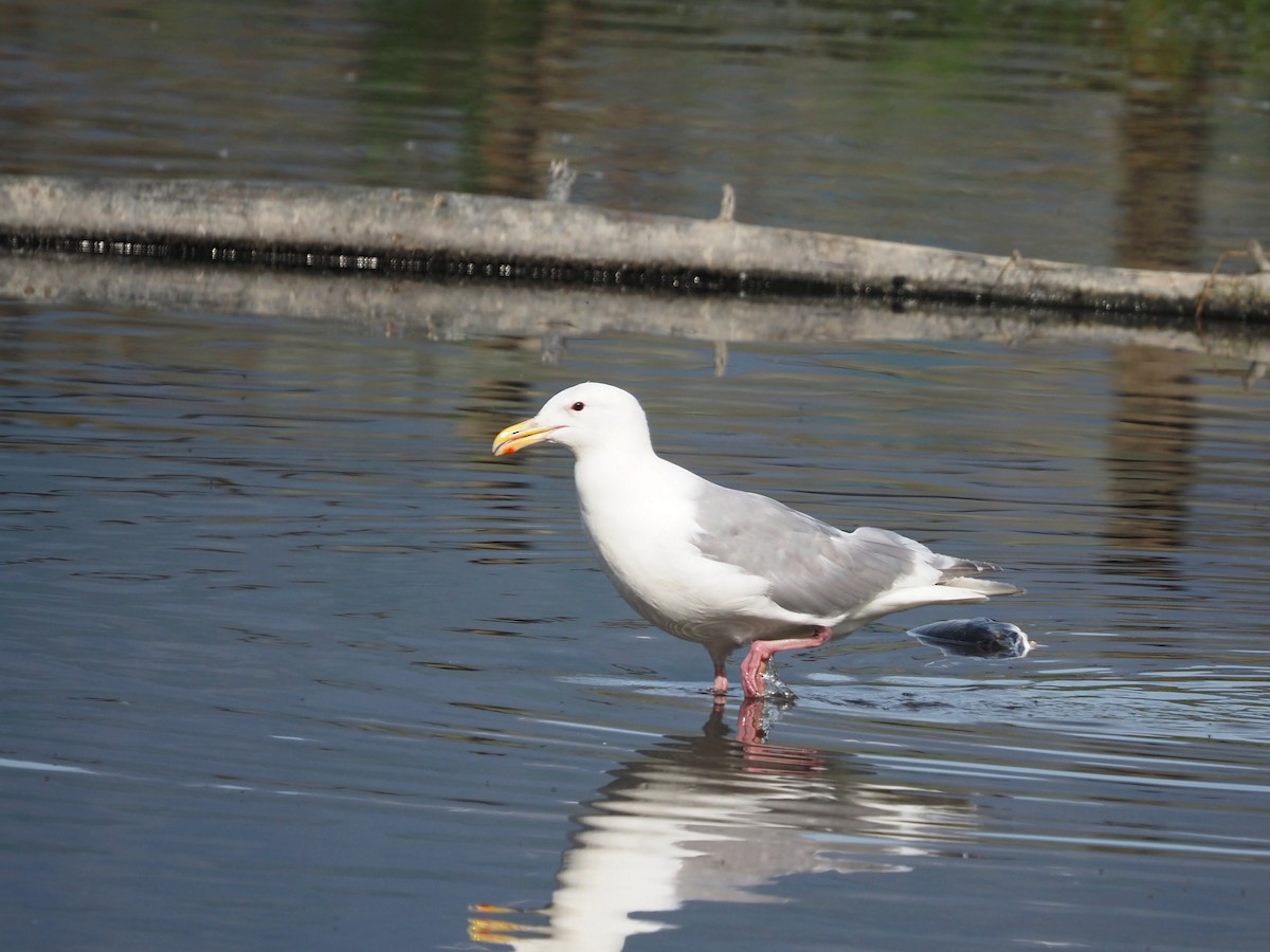 Glaucous-winged Gull - ML605510721