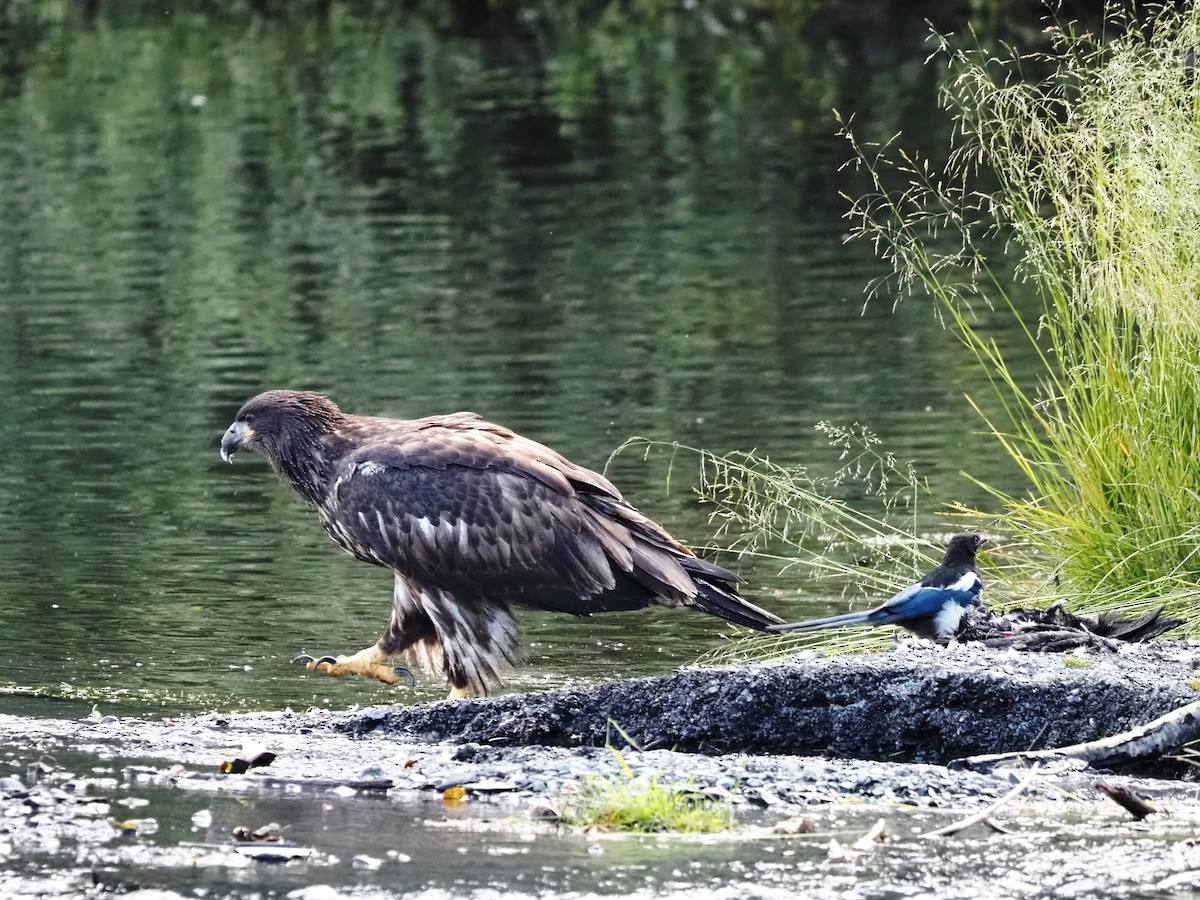 Bald Eagle - ML605510781