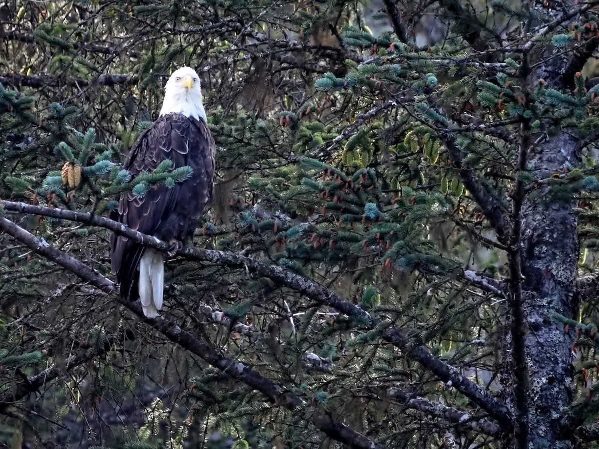 Bald Eagle - ML605510881