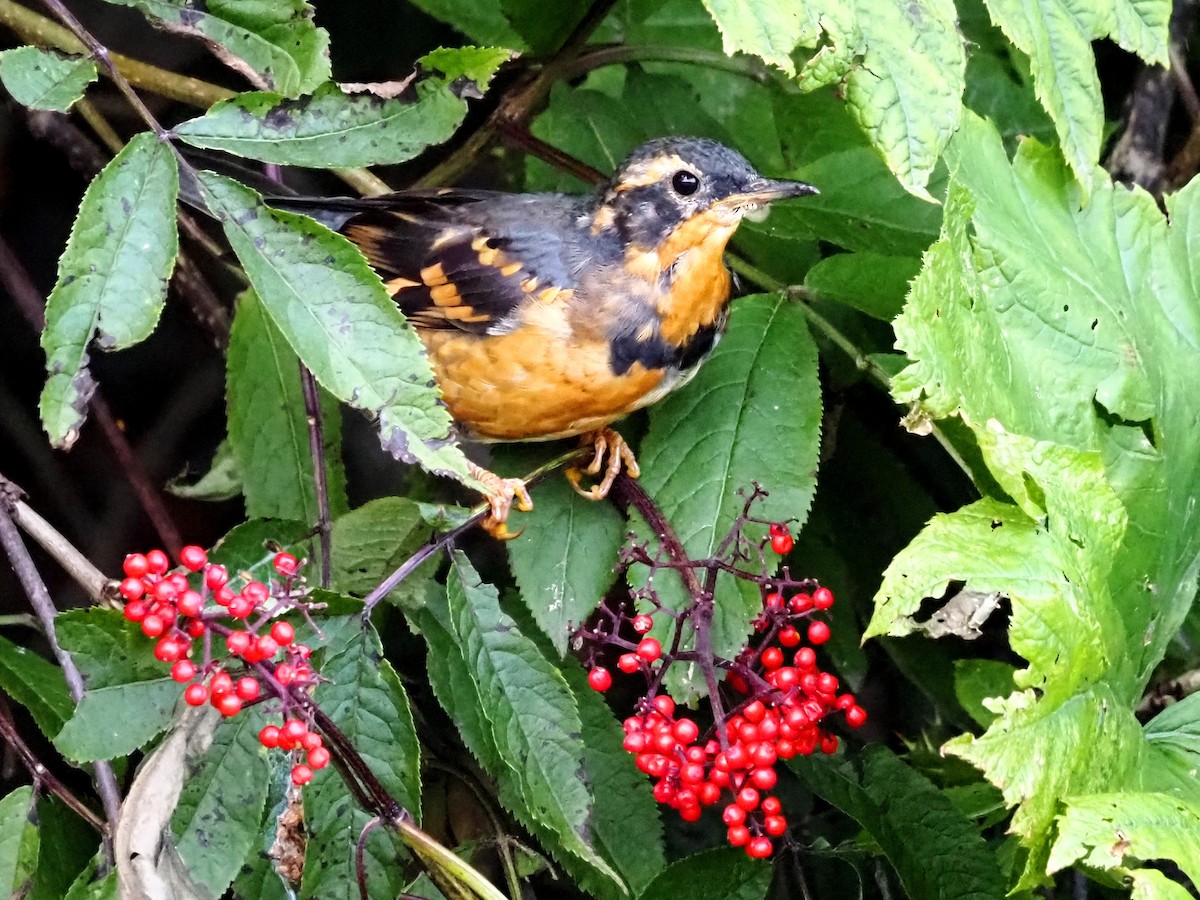 Varied Thrush - ML605511031