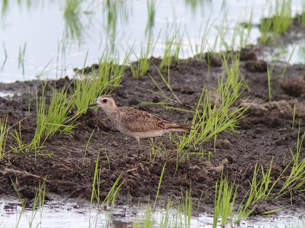 American Golden-Plover - Diego Rodríguez C.