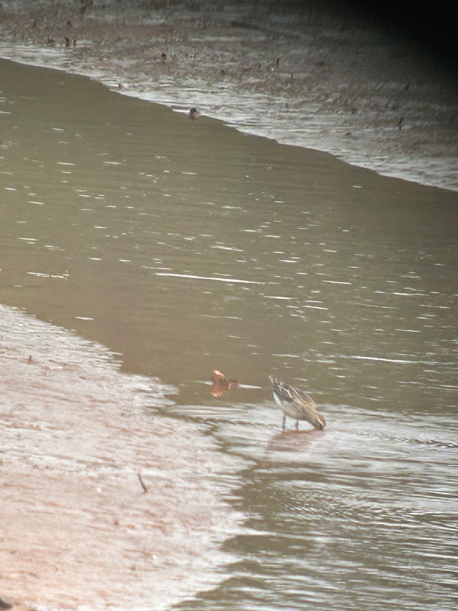 Pectoral Sandpiper - ML605511581