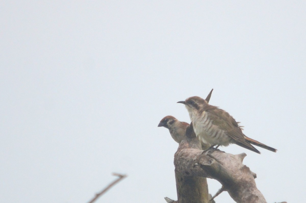 Horsfield's Bronze-Cuckoo - ML60551161