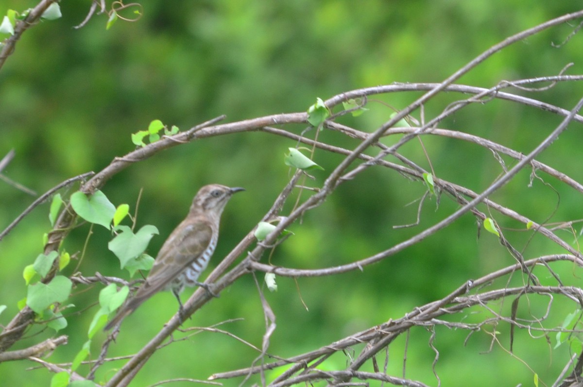 Horsfield's Bronze-Cuckoo - ML60551191