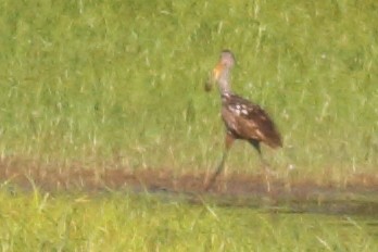 Limpkin (Speckled) - ML605512001