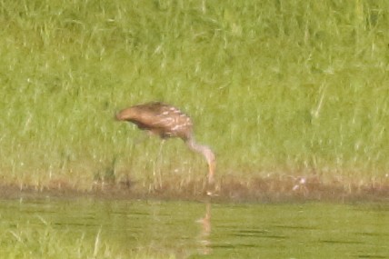 Limpkin (Speckled) - ML605512031