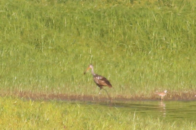 Limpkin (Speckled) - ML605512051