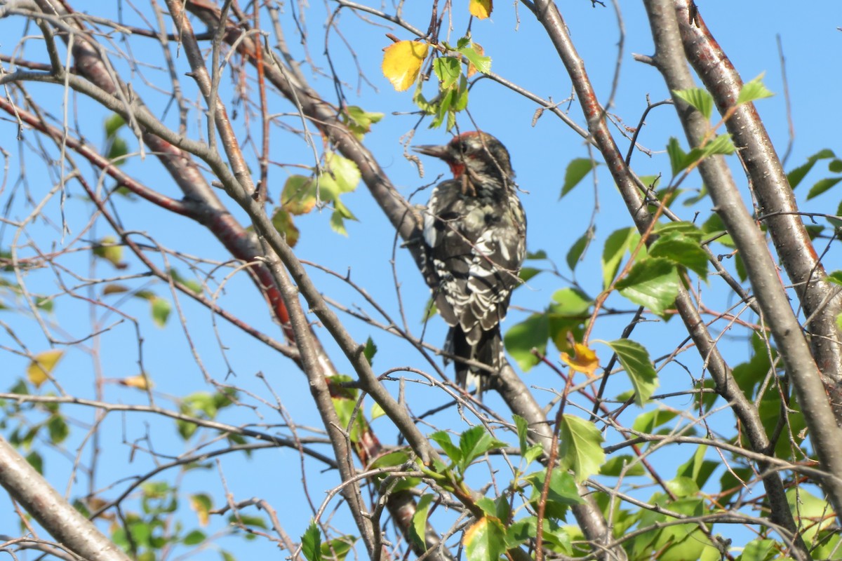 Red-naped Sapsucker - ML605512071