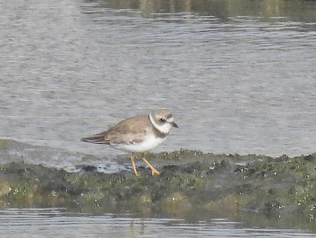 Semipalmated Plover - ML605512221