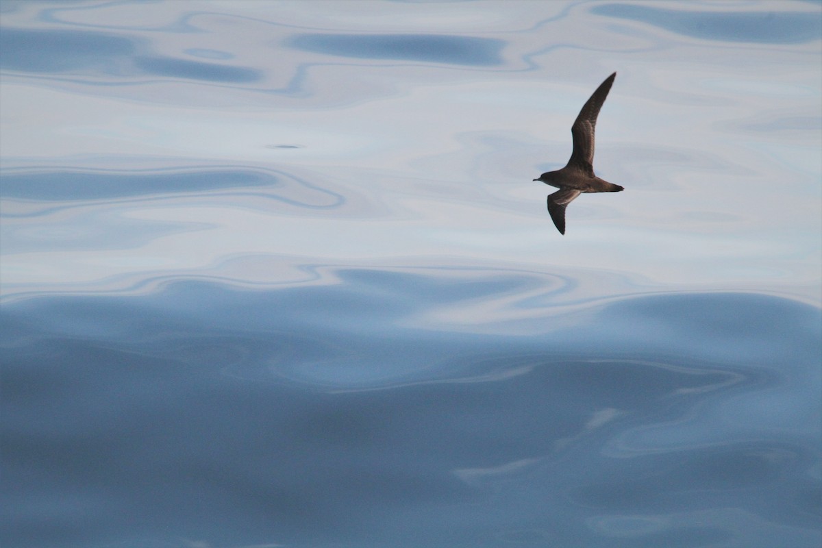 Short-tailed Shearwater - ML605512251