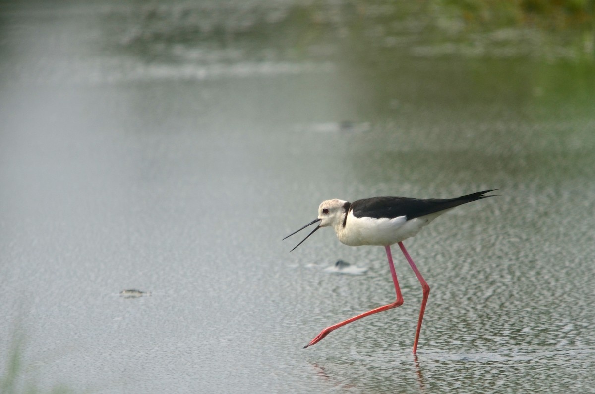 Black-winged Stilt - ML60551301